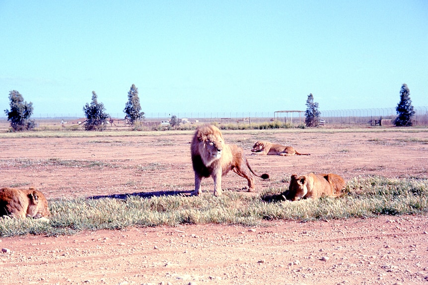 Lions in a dusty paddock