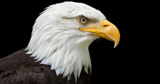 10 Species That Refused to Go Extinct