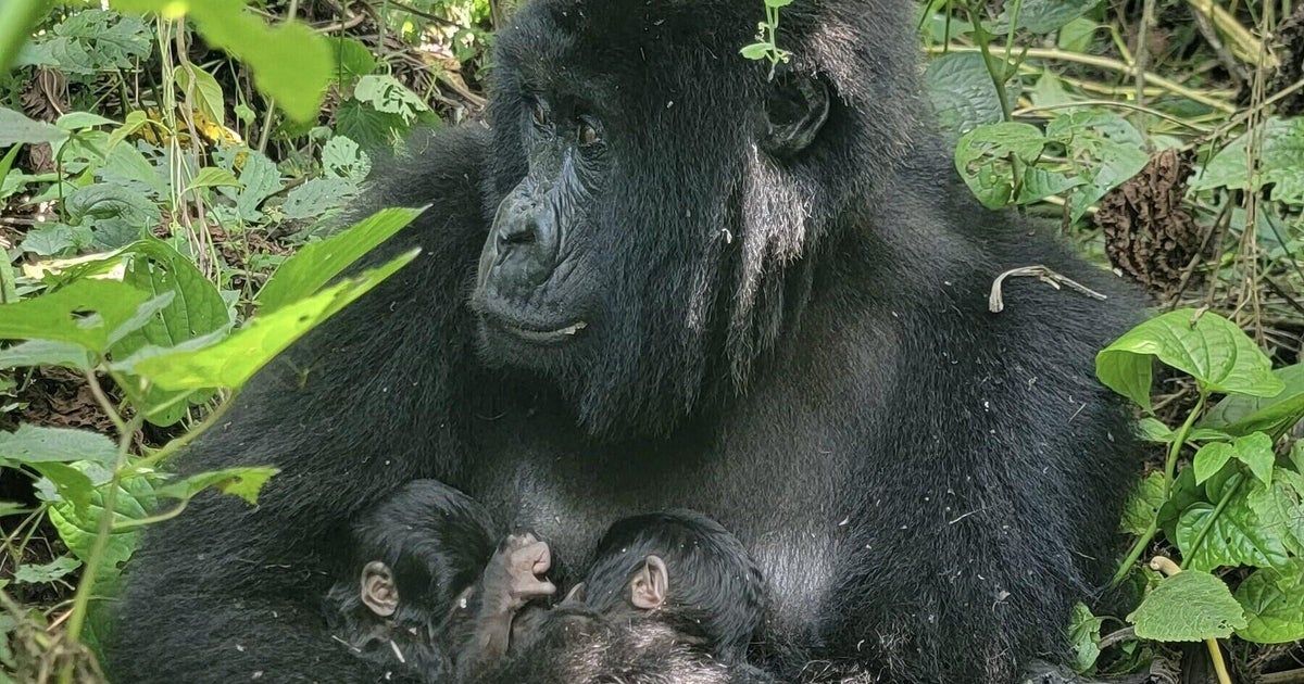 Endangered mountain gorilla gives birth to rare twins in Congo: "Major event"