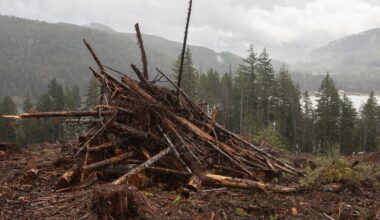 Biomass could play a key role in Canada’s transition to a carbon-neutral economy