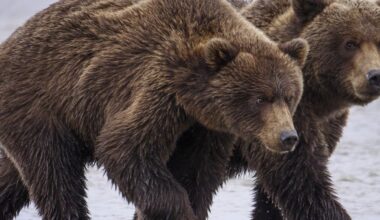 How facial recognition for bears can help ecologists manage wildlife