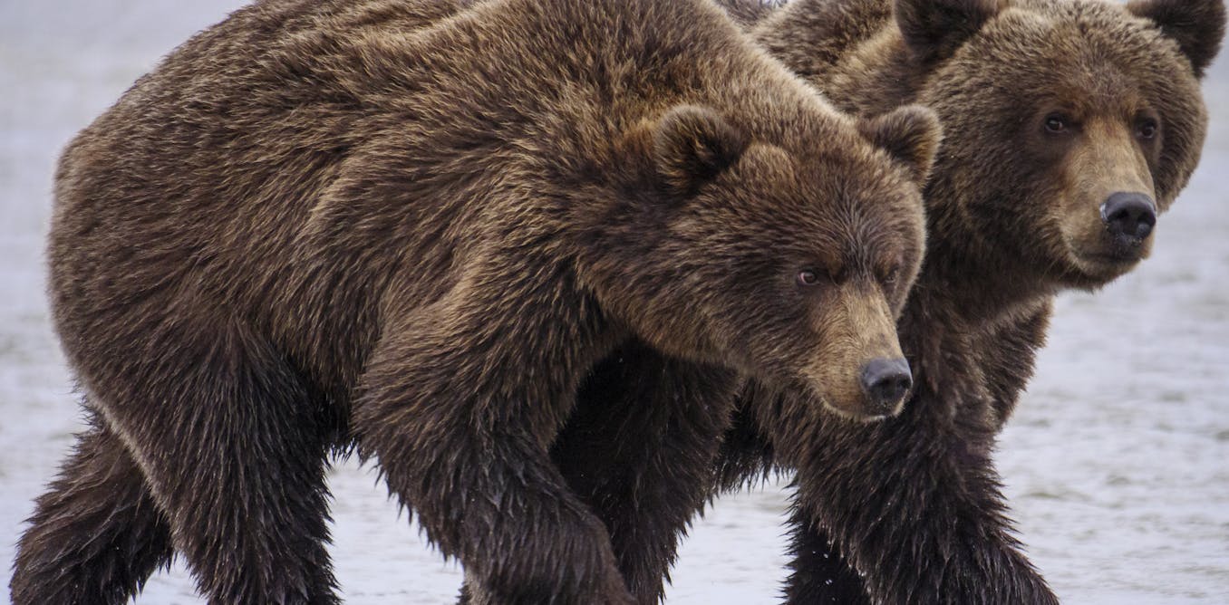 How facial recognition for bears can help ecologists manage wildlife