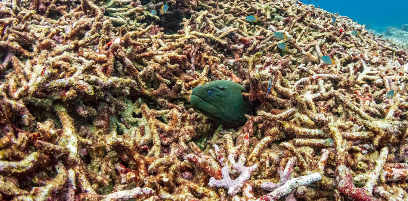 Will 2026 be the year when coral reefs pass their tipping point?