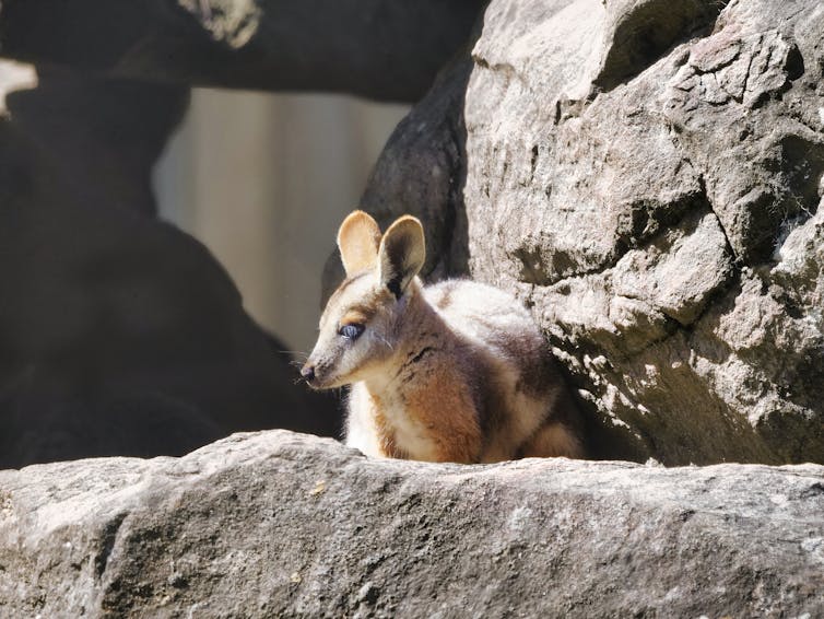 A juvenile yellow-footed rock wallaby sitting at the entrance of its rocky cave.