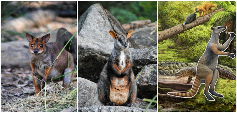 Photos of a tiny wallaby and medium wallaby, and a drawing of a very large wallaby