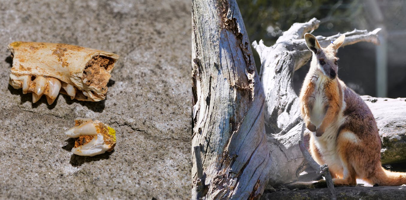 Modern rock wallabies seem to survive by sticking together in small areas. Fossils show they need to travel