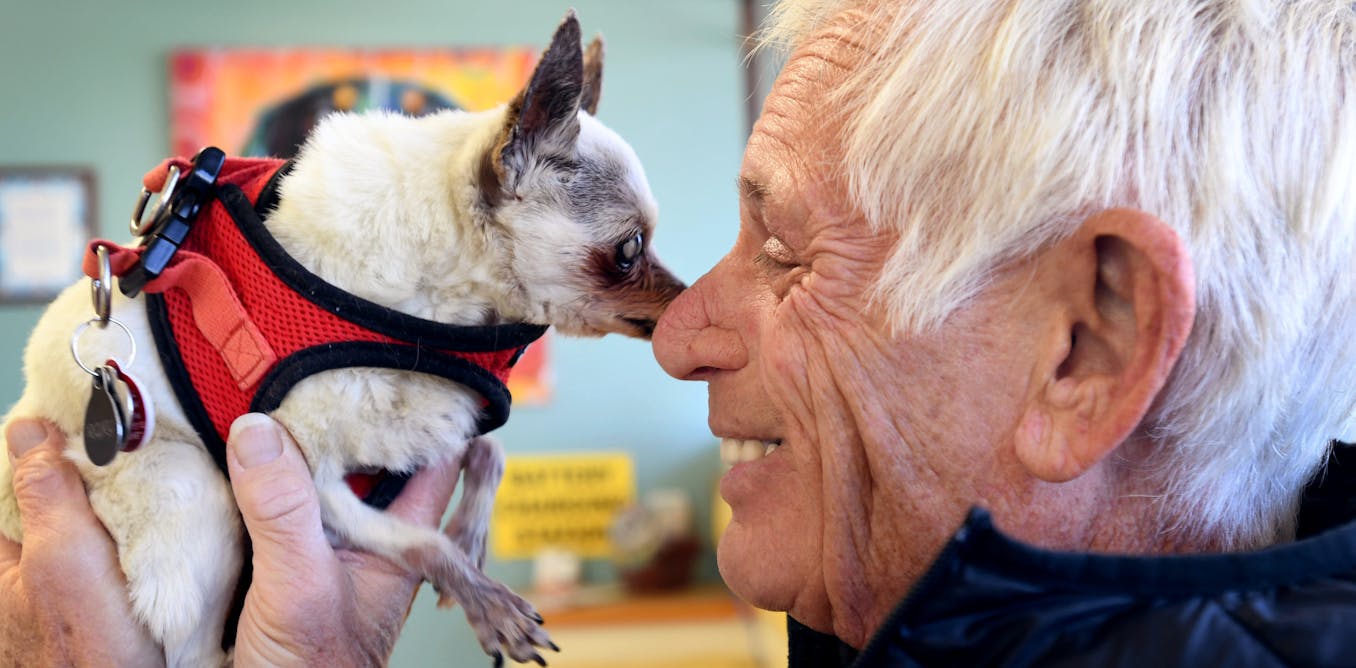 Dogs can need more than kibble, walks and love − consider the escalating expenses of their medical care before you adopt