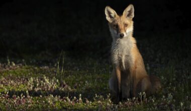 Yes, feral cats and foxes really have driven many Australian mammals to extinction