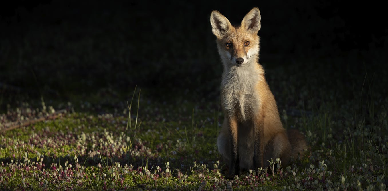 Yes, feral cats and foxes really have driven many Australian mammals to extinction