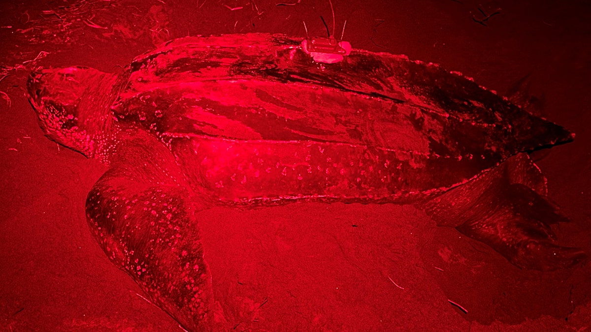 Riptide laying on ocean floor