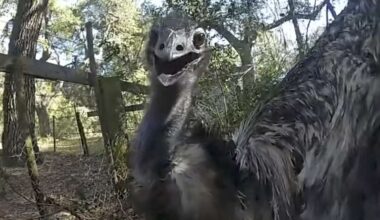 Florida Deputy Goes Viral After 'Handcuffing' Runaway Emu