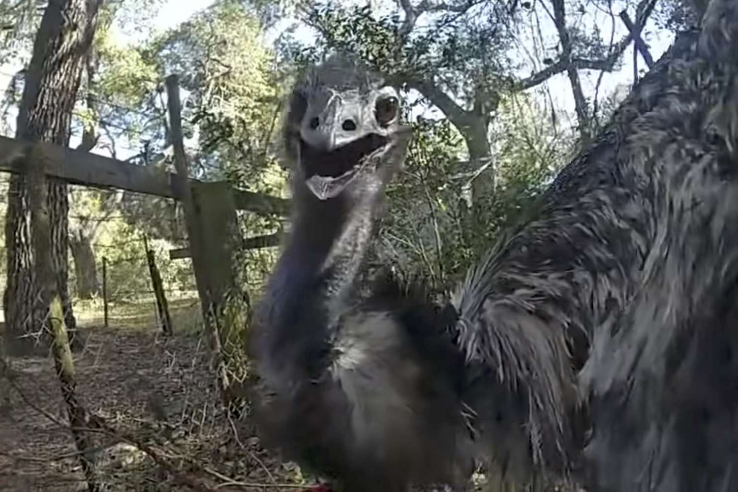 Florida Deputy Goes Viral After 'Handcuffing' Runaway Emu