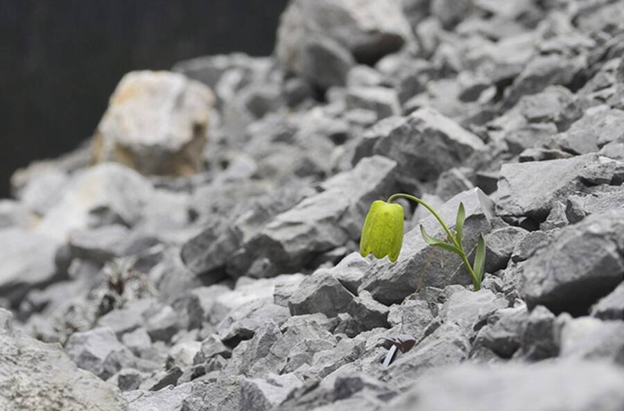 Fritillaria Delavayi