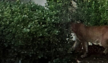 Mountain lion spotted in Palm Springs neighborhood Friday morning