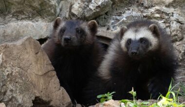 Colorado Parks and Wildlife unveils Wolverine Restoration Plan, hopes to bring 100 animals to state