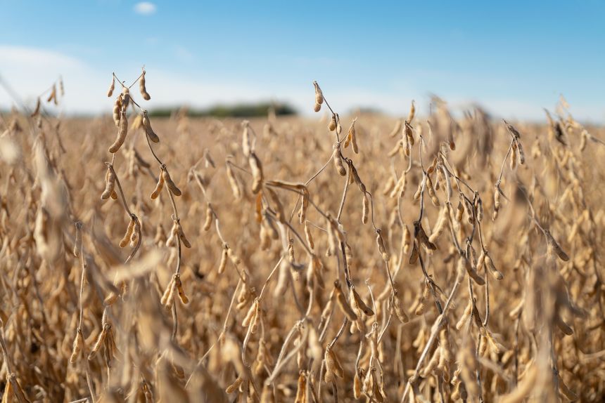 Soybean plants during a harvest at a farm in Rochester, Minnesota in October 2025.