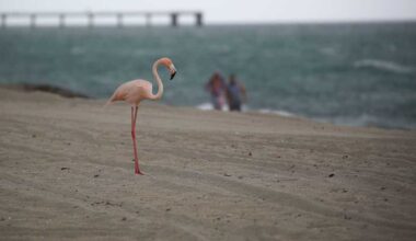 The return of flamingos to Florida