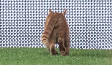 With Camp Nou under siege by rats, FC Barcelona needs a hero