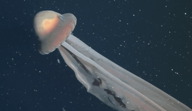 Giant Phantom Jellyfish: The Rarely Seen 10-Meter-Long Ghost Of The Deep Sea