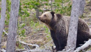 A grizzly bear in Idaho