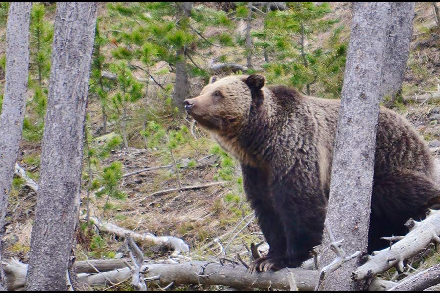 A grizzly bear in Idaho