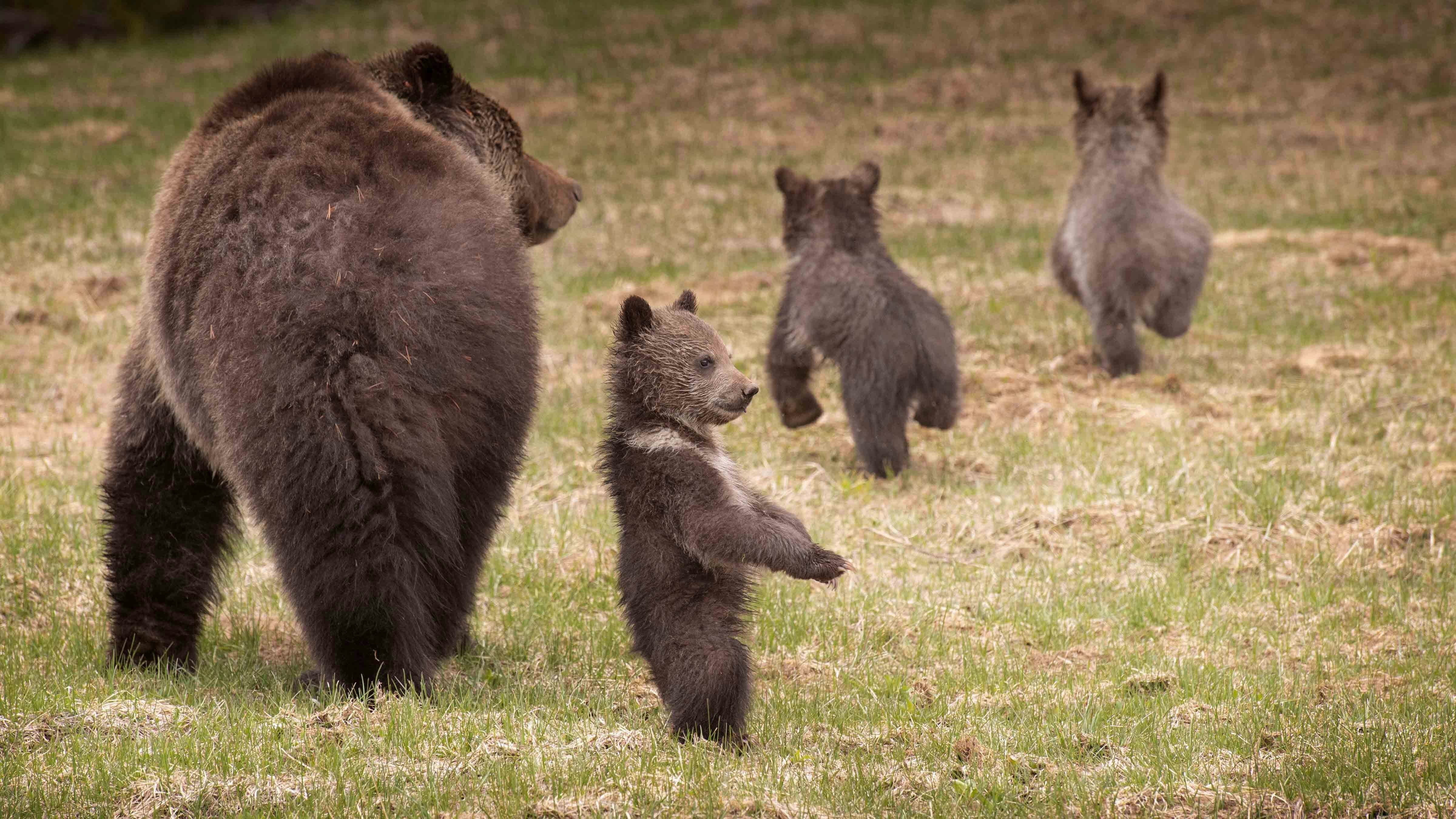 Grizzly bear sow with three cubs in Yellowstone