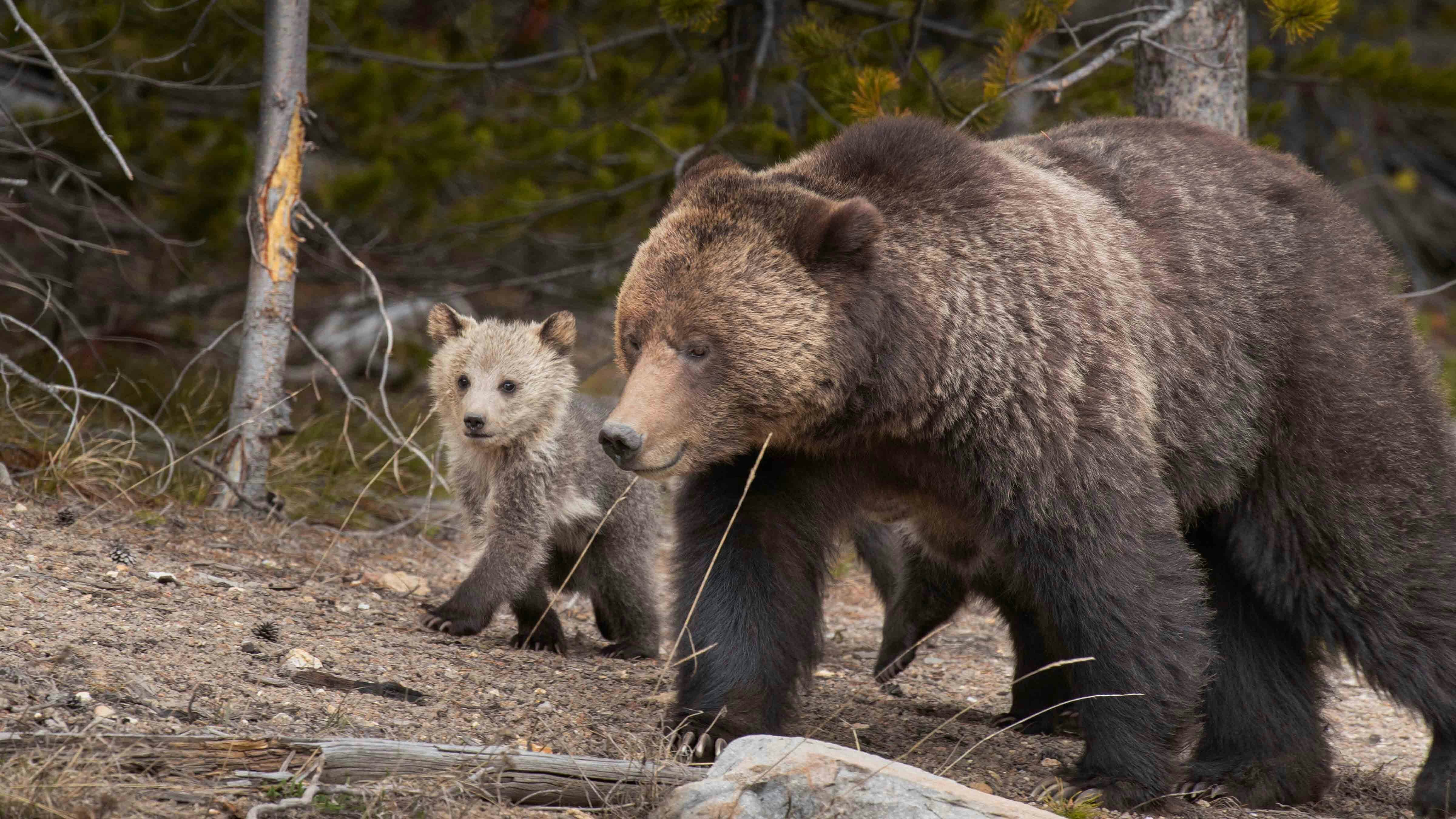 Yellowstone grizzly bear sow with cub in spring.