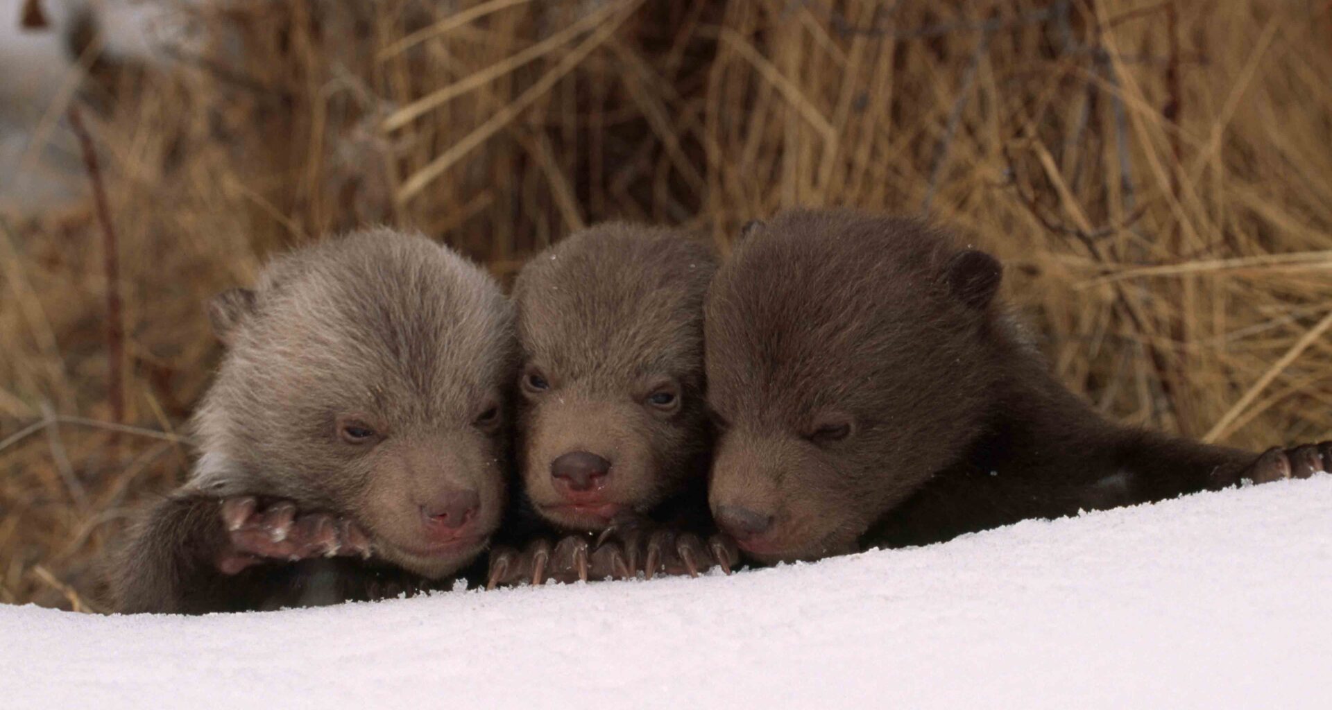 Cowboy State Daily logo