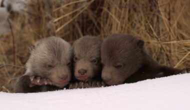 Cowboy State Daily logo