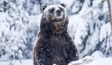 Cowboy State Daily logo