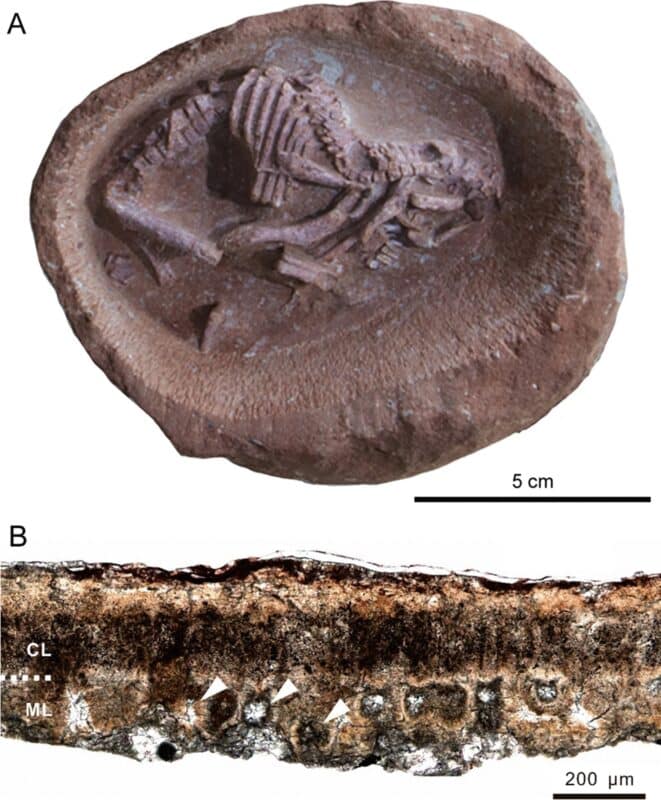 Hadrosauroid Eggs And Embryos From The Upper Cretaceous (maastrichtian) Of Jiangxi Province, China