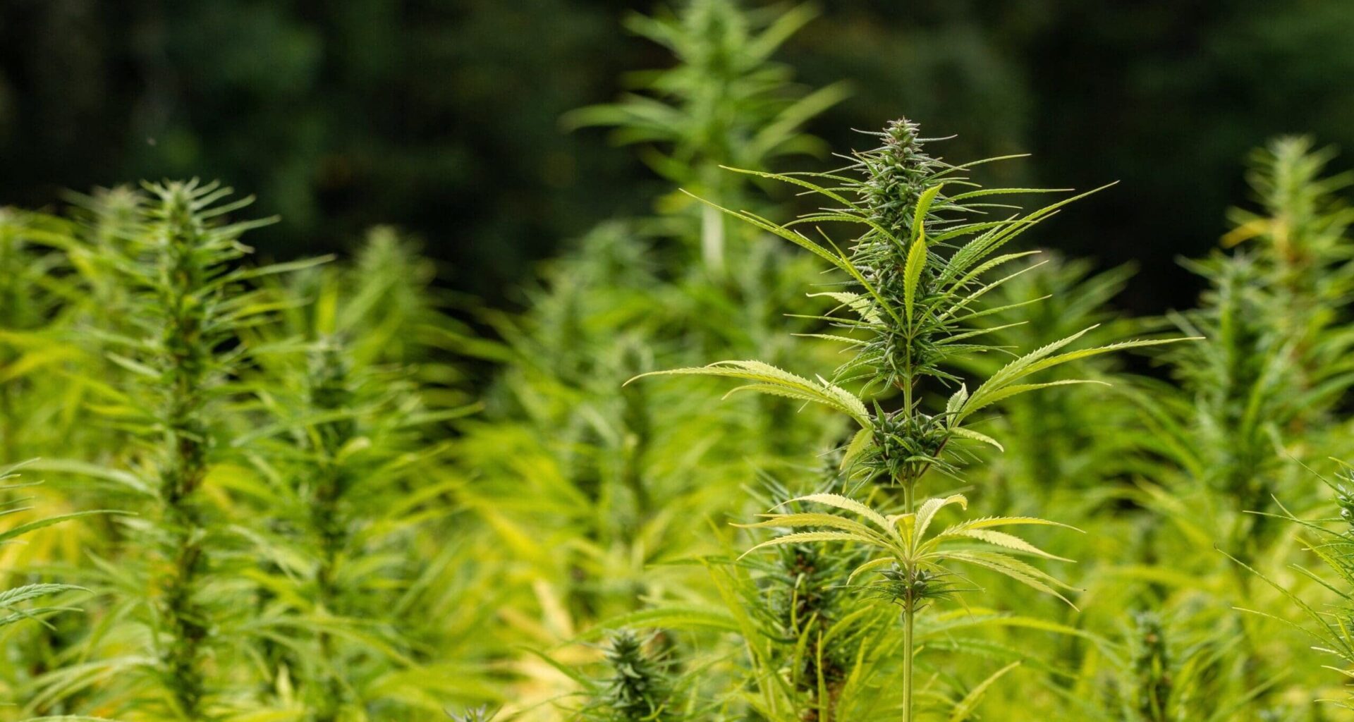 New Bipartisan Congressional Bill Would Regulate Hemp Products, In Contrast To Ban Trump Signed