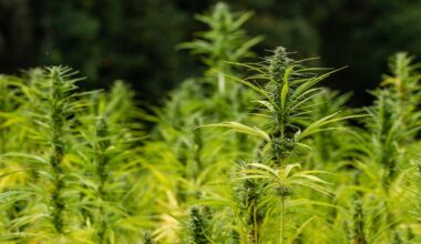 New Bipartisan Congressional Bill Would Regulate Hemp Products, In Contrast To Ban Trump Signed