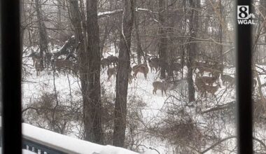 Herd of deer moves through snowy woods in York County