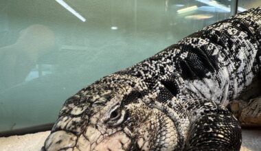 New Englander finds exotic lizard buried under 20 inches of snow while shoveling driveway – Boston 25 News