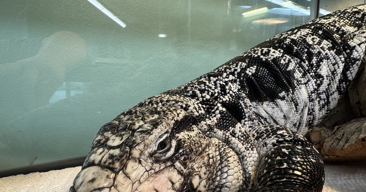 New Englander finds exotic lizard buried under 20 inches of snow while shoveling driveway – Boston 25 News