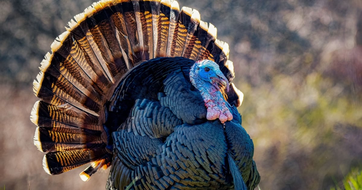 Public asked to report wild turkey flock sightings in Pennsylvania to aid population research – WPXI