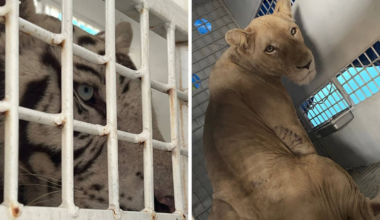 Big cats rescued in Central America relocate to North Carolina – WSOC TV