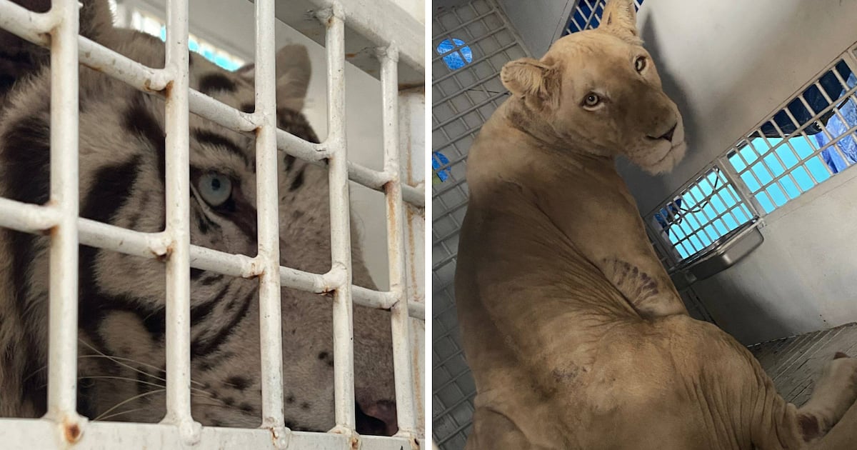 Big cats rescued in Central America relocate to North Carolina – WSOC TV