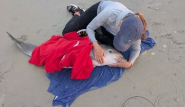 Dolphin calf found stranded on New Smyrna Beach – WFTV