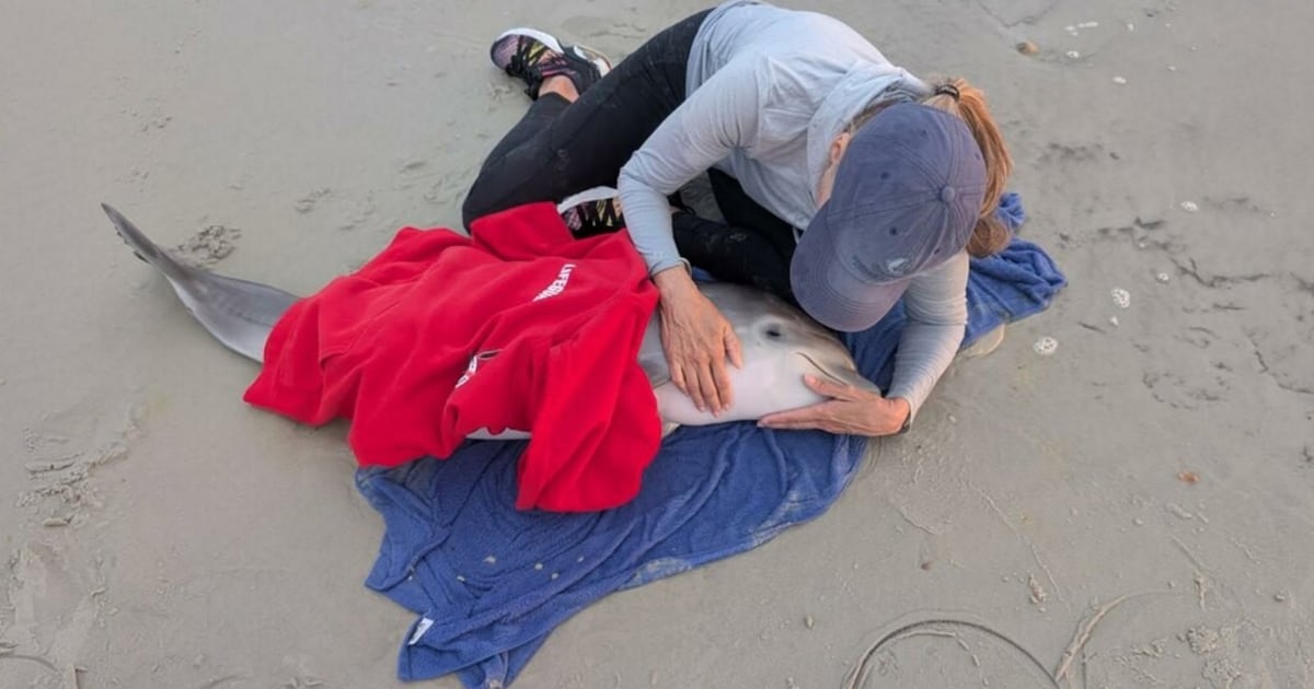 Dolphin calf found stranded on New Smyrna Beach – WFTV