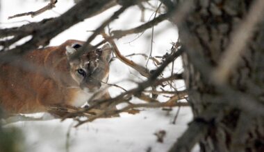 Cougars have cost me thousands. That doesn’t mean I want them all killed.
