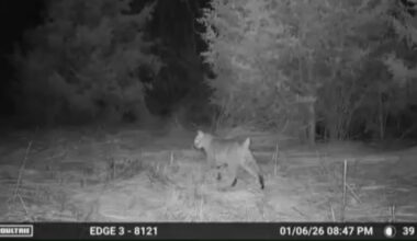 Bobcat spotted on Montgomery County trail camera - Dayton Daily News