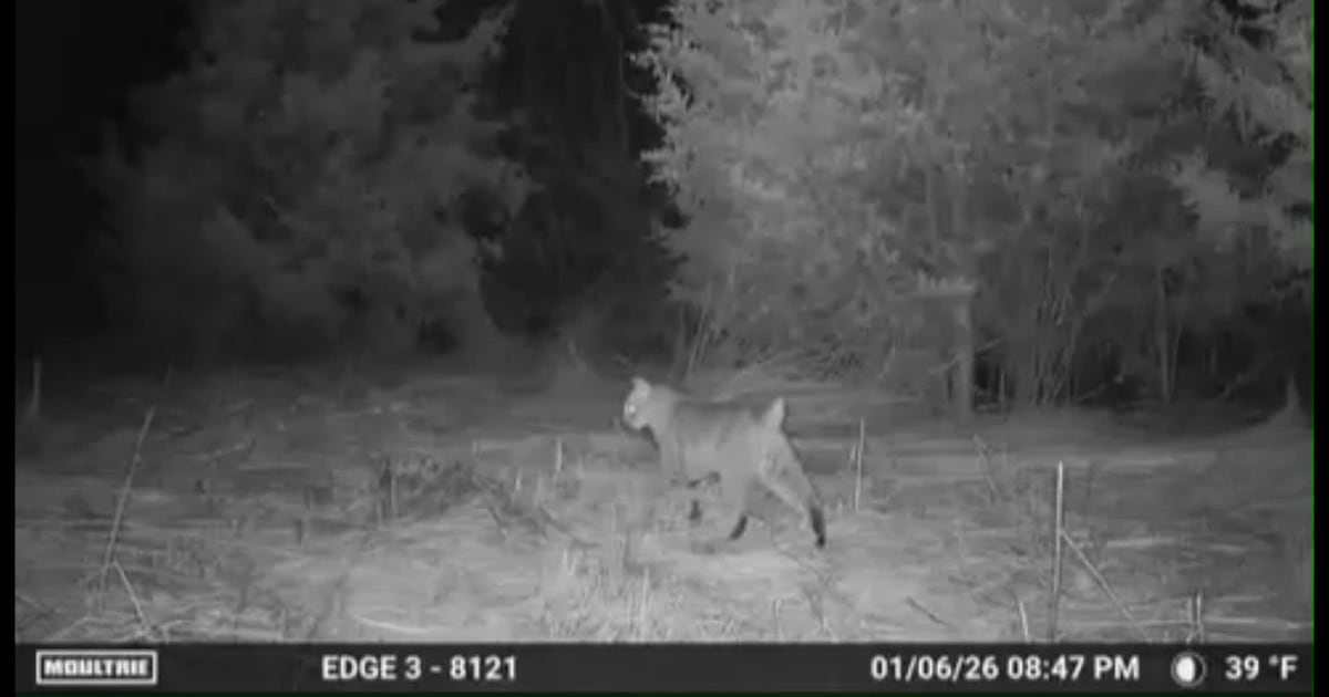 Bobcat spotted on Montgomery County trail camera - Dayton Daily News