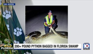 What a catch! Hunter captures one of Florida’s largest Burmese pythons in the Everglades