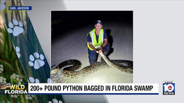 What a catch! Hunter captures one of Florida’s largest Burmese pythons in the Everglades
