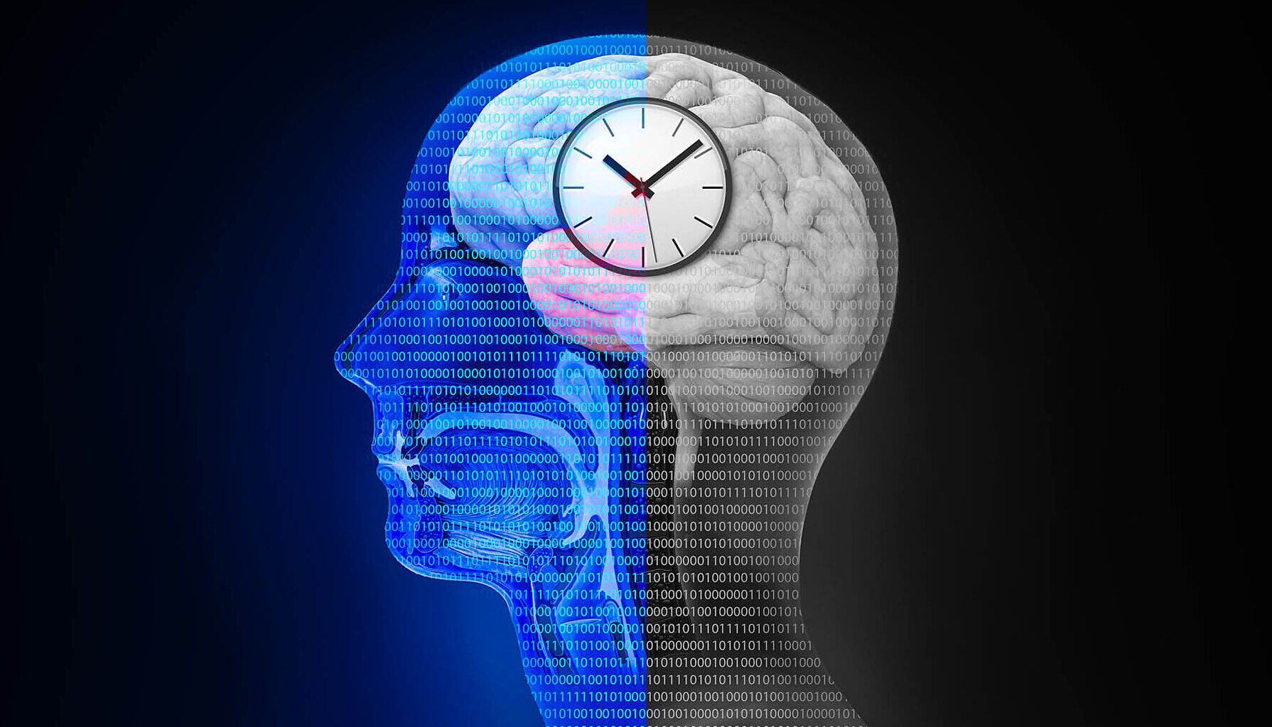 New study shows that female sex hormones can impact the body's inner clocks