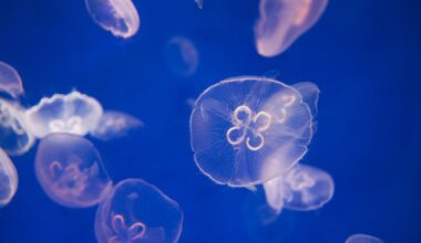 This sea animal may settle a long-running debate about what sleep is needed for