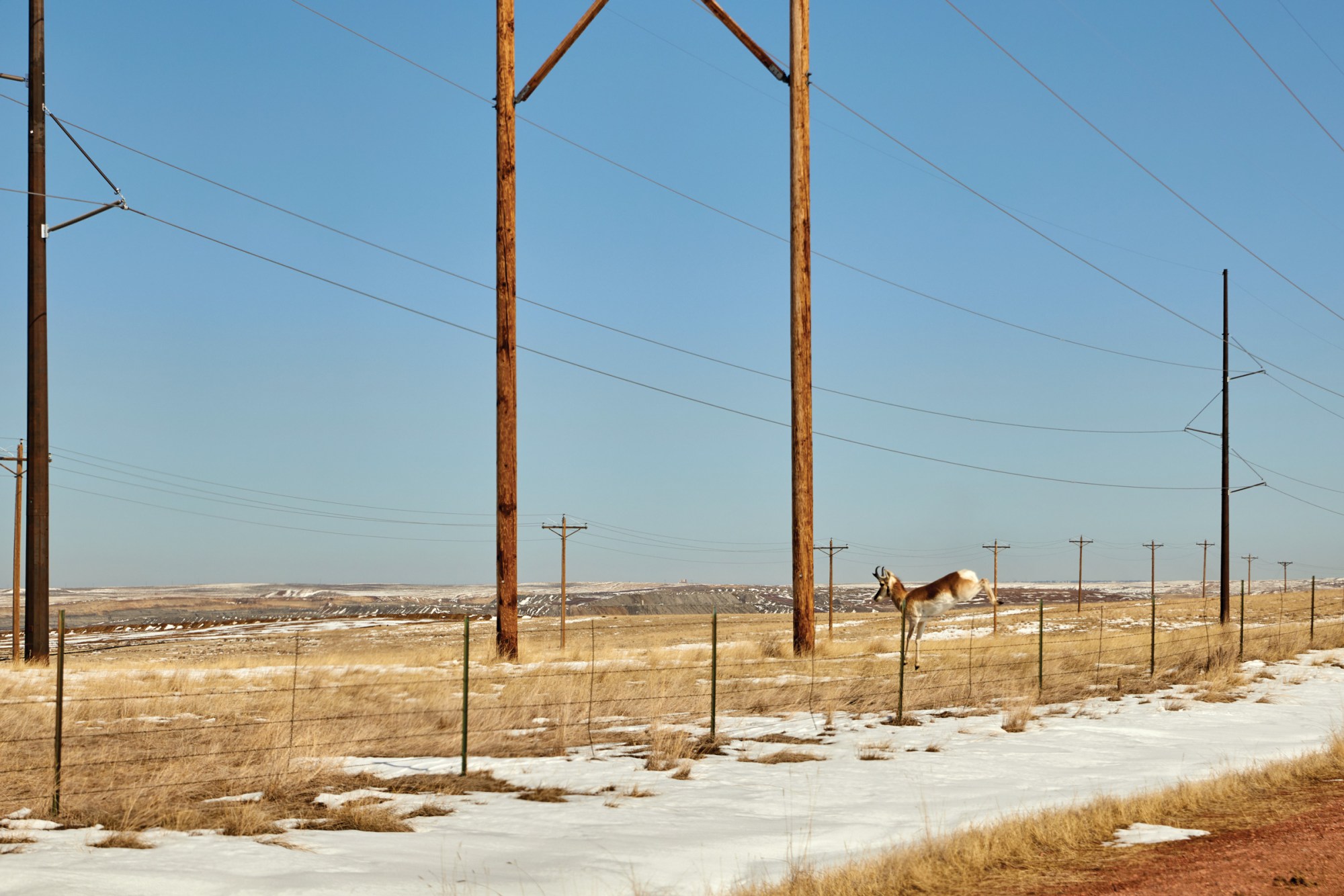 A pronghorn traverses fencelines in Gillette, Wyoming.