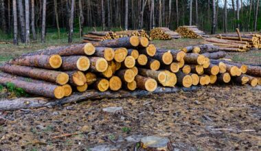Three men were fined over $6,000 for illegal logging in Saskatchewan's provincial forest.